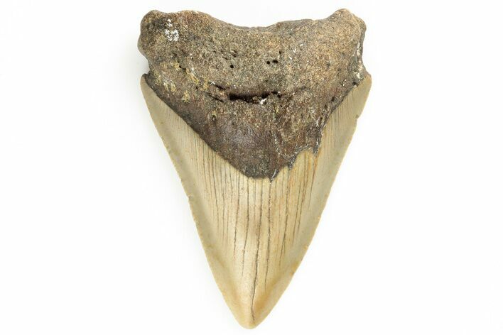 Juvenile Megalodon Tooth - North Carolina #190917